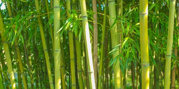 Plantas de bambú - panorama — Foto de Stock