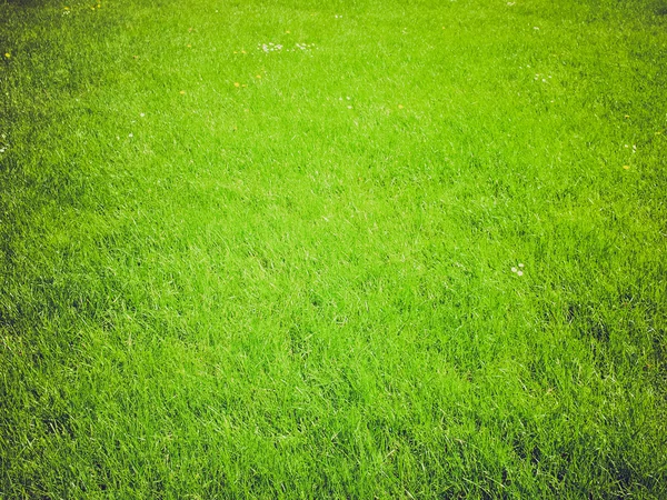 Fond d'herbe — Photo