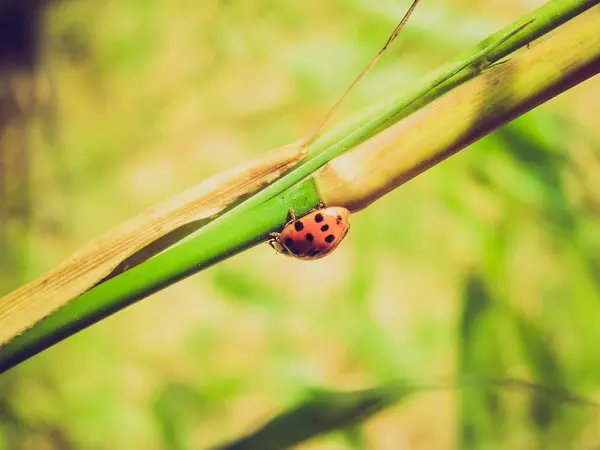 Look rétro Lady Beetle — Photo