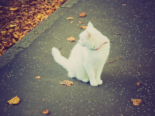 Gato de aspecto retro — Foto de Stock