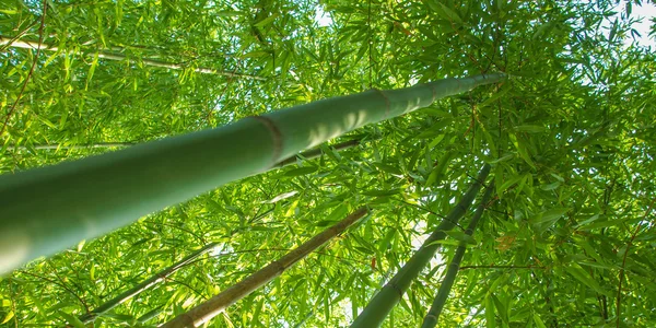 Plantas de bambú - panorama — Foto de Stock