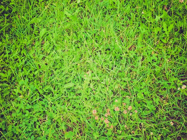 Fond d'herbe — Photo