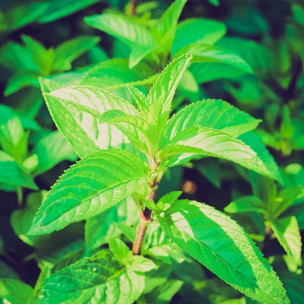 Retro look Peppermint — Stock Photo, Image