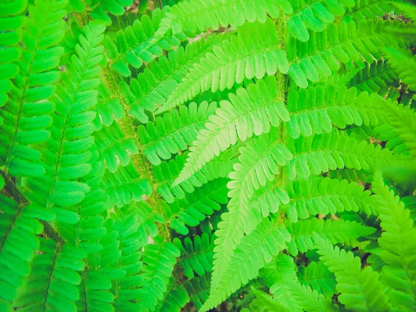 Retro look Fern picture — Stock Photo, Image