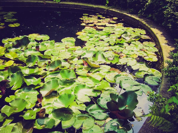 Aspecto retro Lirio de agua Nimphaea — Foto de Stock