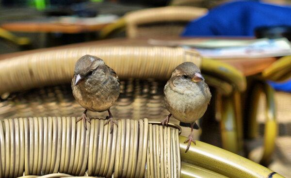 Найтингейл
