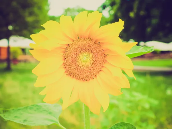 Aspetto retrò Fiore di girasole — Foto Stock