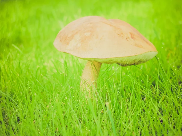 복고풍 봐 버섯 — 스톡 사진