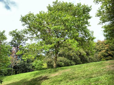 Kelvingrove, Glasgow - Hdr