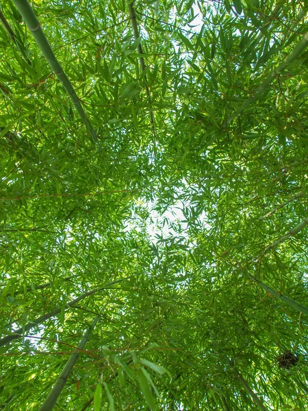 Bamboo plants — Stock Photo, Image