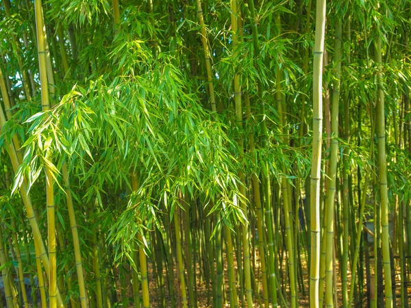Plantas de bambú — Foto de Stock
