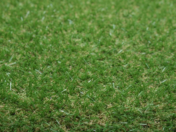 Synthetic grass — Stock Photo, Image