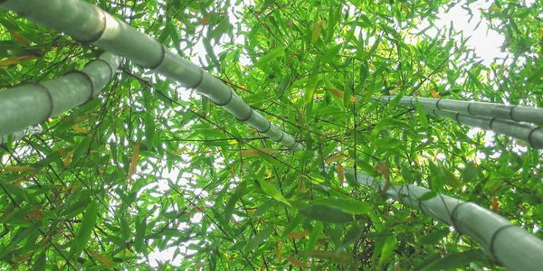Alberi di bambù alzare lo sguardo — Foto Stock
