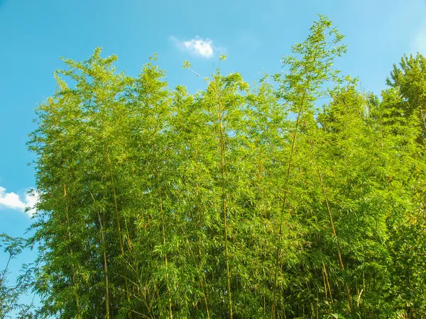 Plantas de bambu — Fotografia de Stock