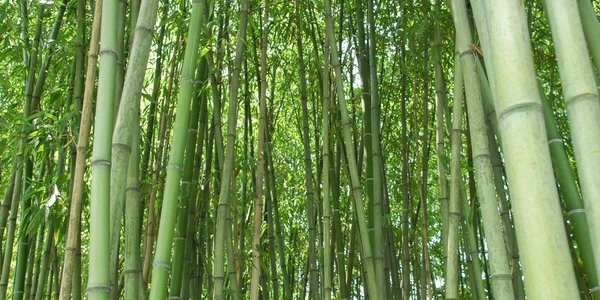 Imagen de bambú - panorama — Foto de Stock