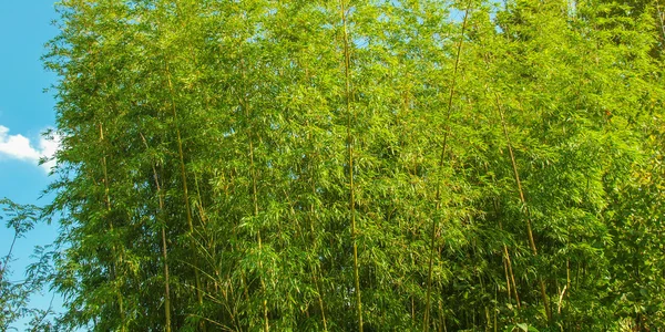 Bamboe planten - panorama — Stockfoto