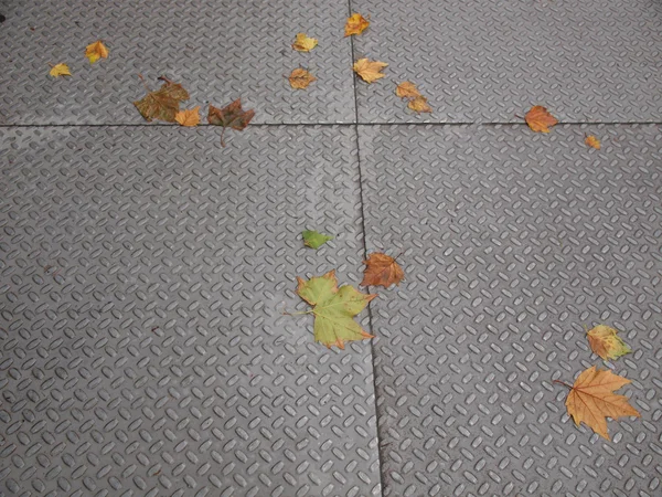 Leaves on pavement — Stock Photo, Image