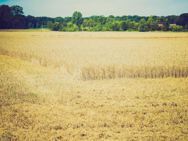 Retro look Harvest picture — Stock Photo, Image