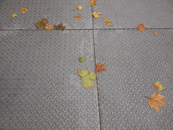 Bladen på trottoaren — Stockfoto