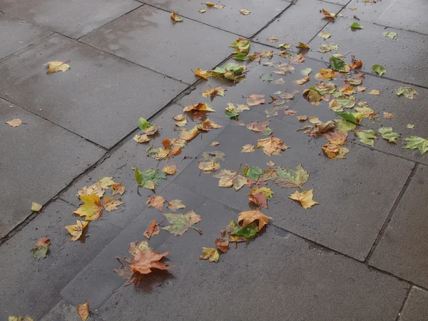 Folhas no pavimento — Fotografia de Stock