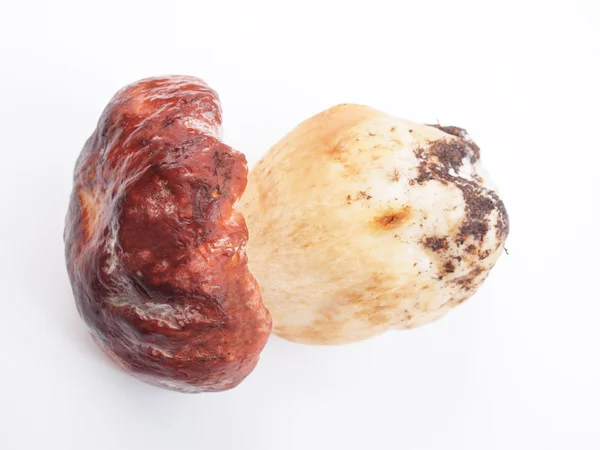 Porcini Mushroom — Stock Photo, Image