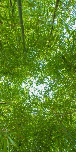 Бамбуковые заводы - панорама — стоковое фото