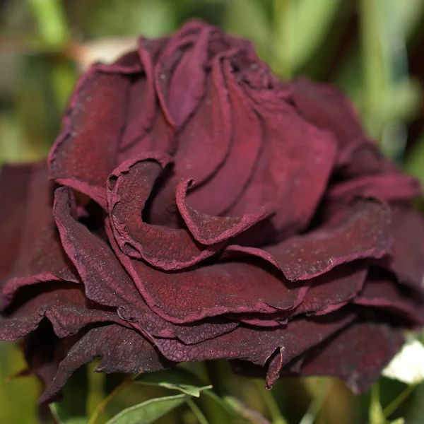 Decaying rose — Stock Photo, Image