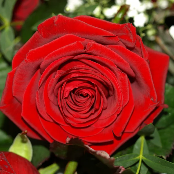 Rose picture — Stock Photo, Image