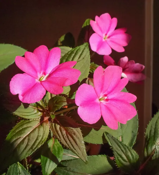 Impatiens New Guinea flower — Stock Photo, Image