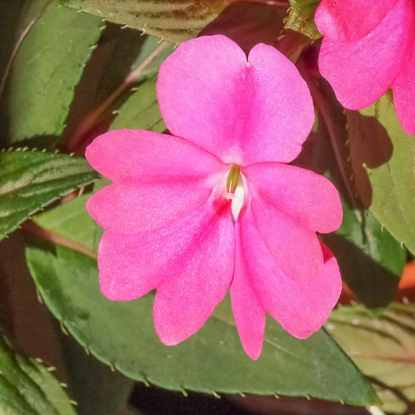 Impatiens új-guinea virág — Stock Fotó