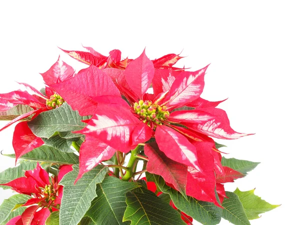 Gwiazdy Boże Narodzenie poinsettia — Zdjęcie stockowe