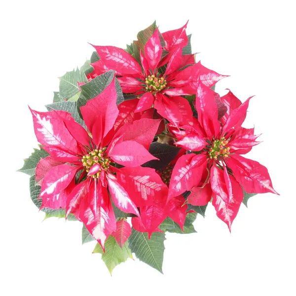 Poinsettia Estrella de Navidad — Foto de Stock