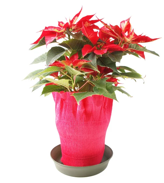 Poinsettia — Stock fotografie