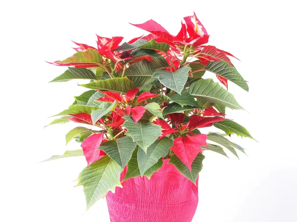 Poinsettia — Stock fotografie