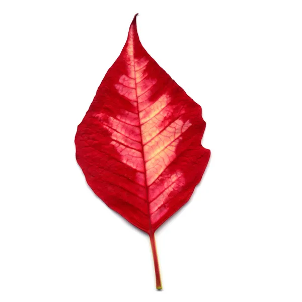 Leaf of Poinsettia Christmas star — Stock Photo, Image