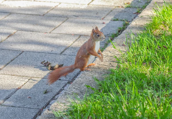 Eichhörnchen — Stockfoto