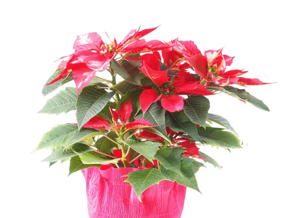 Poinsettia — Stock fotografie