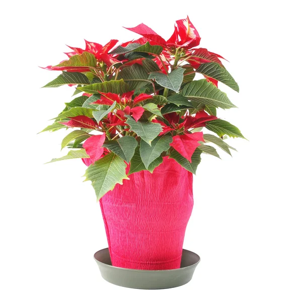 Poinsettia — Stock fotografie