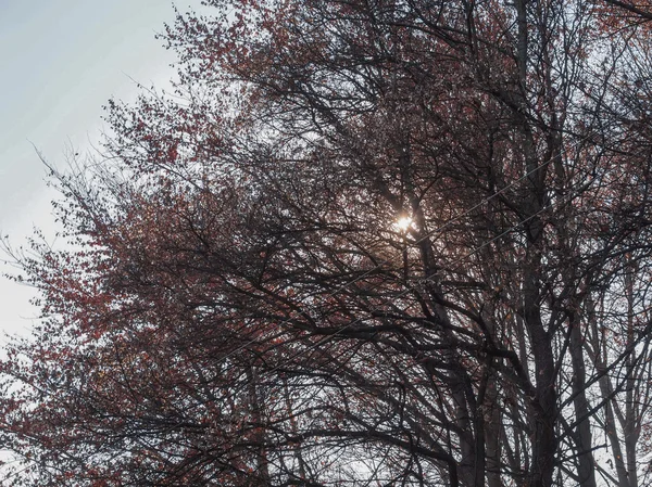 Sonne hinter den Bäumen — Stockfoto