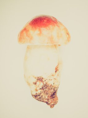 Retro görünümü Porcini Mantarı