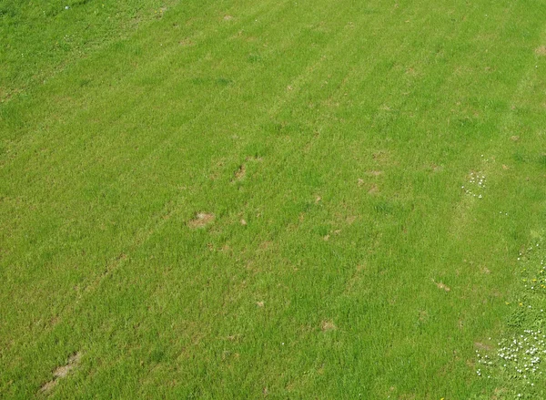 Padang rumput. — Stok Foto