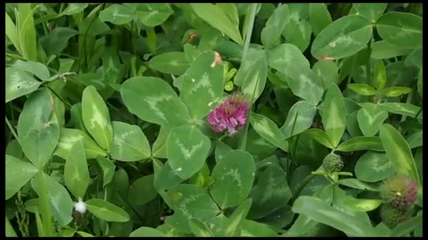 Trojlístek jetel trifolium — Stock video