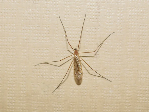 Insecto Gnat — Foto de Stock