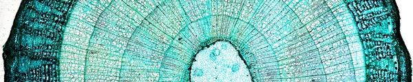Çam Ağacı mikrografı — Stok fotoğraf