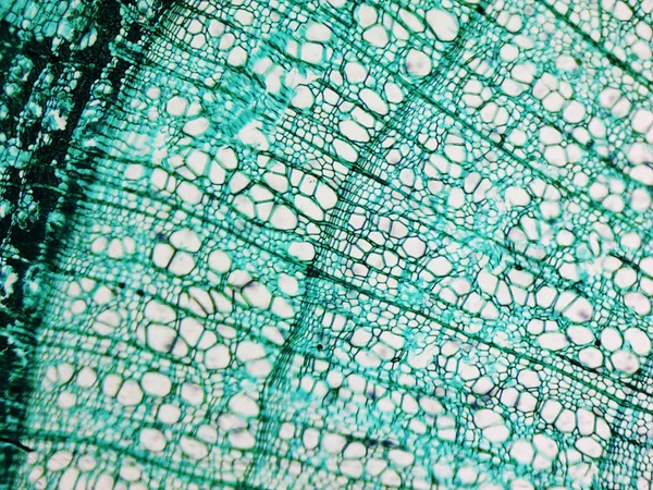 Pine Wood micrograph — Stock Photo, Image