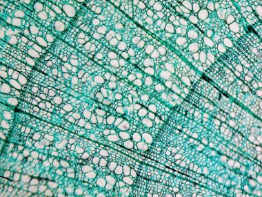 Çam Ağacı mikrografı