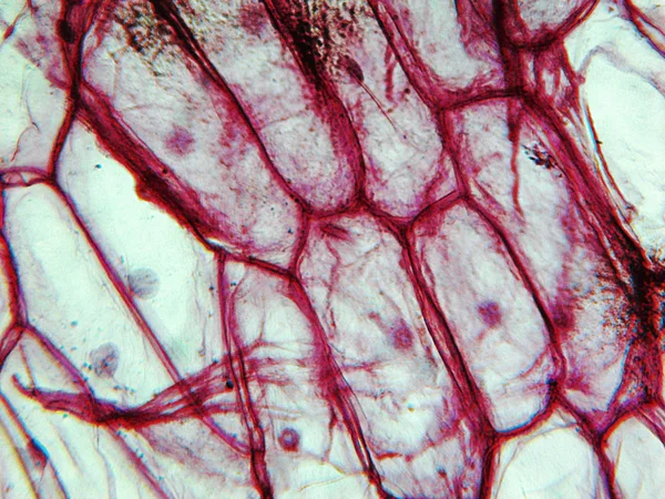 Cibule epidermus mikrofotografie — Stock fotografie