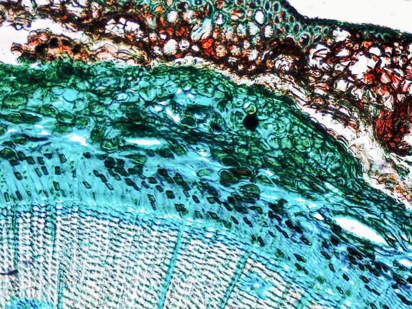 Micrografia de madeira de pinheiro — Fotografia de Stock