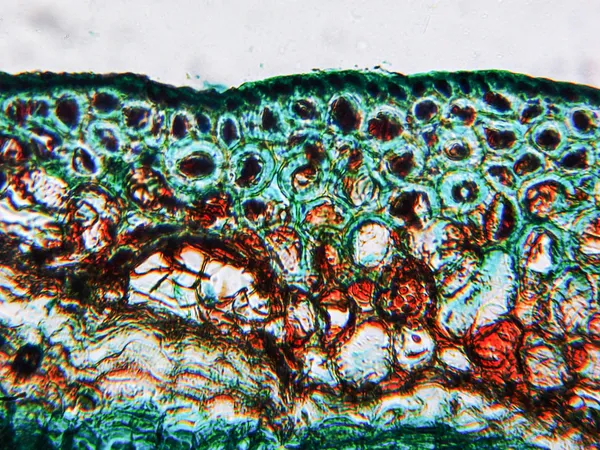 松木显微镜 — 图库照片
