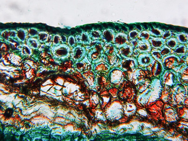 Micrograaf van dennenhout — Stockfoto